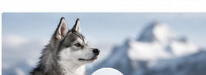 Alaskan Klee Kai í íslensku landslagi